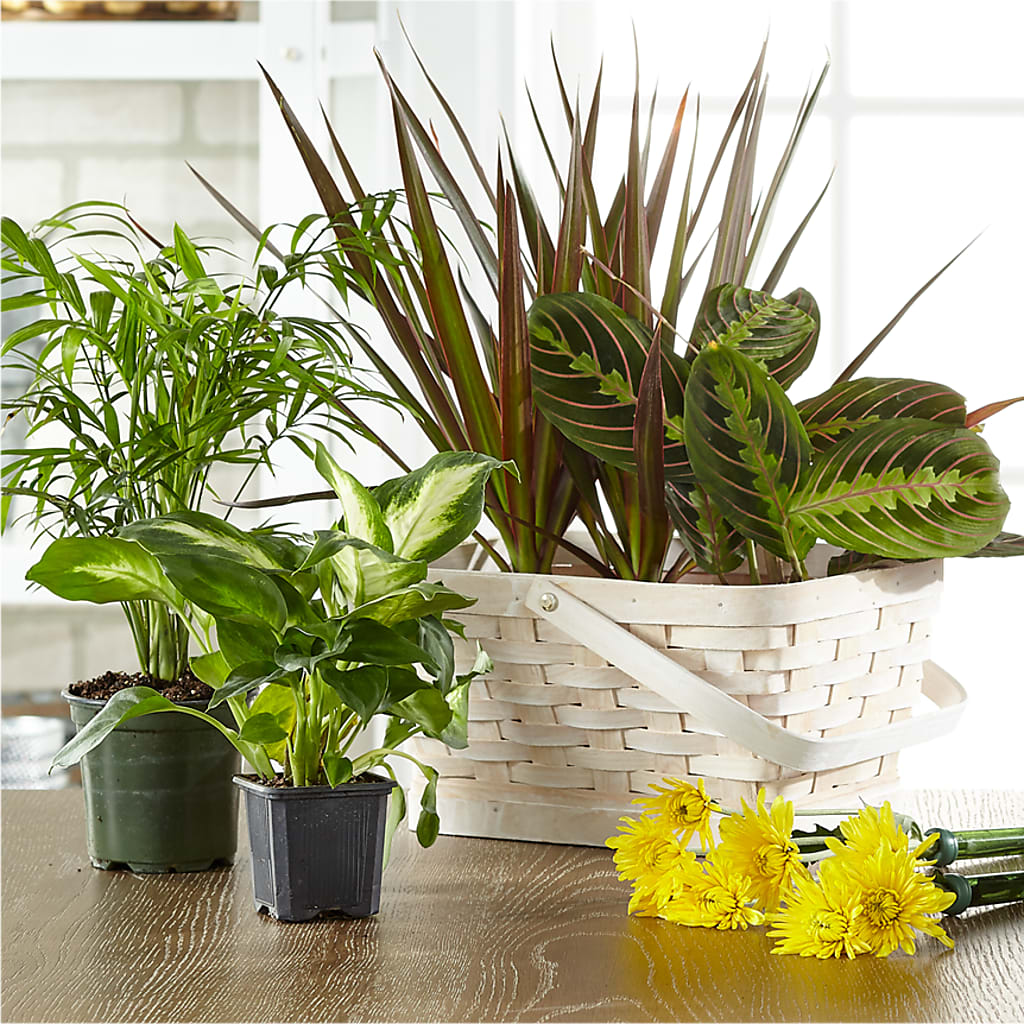 Florist Designed Blooming and Green Plants in a Basket – Pleasant Acres Nursery, Inc., Westerly RI