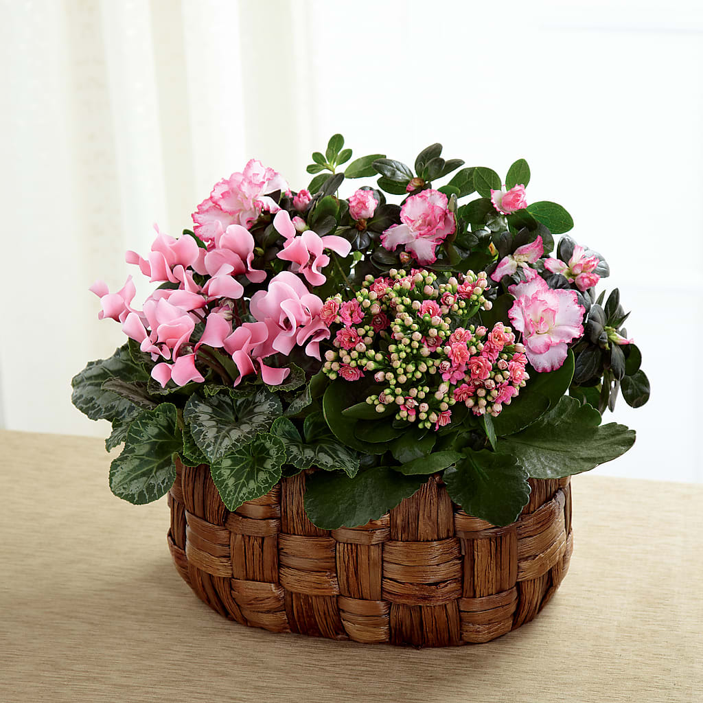 Pink Assortment – Pleasant Acres Nursery, Inc., Westerly RI