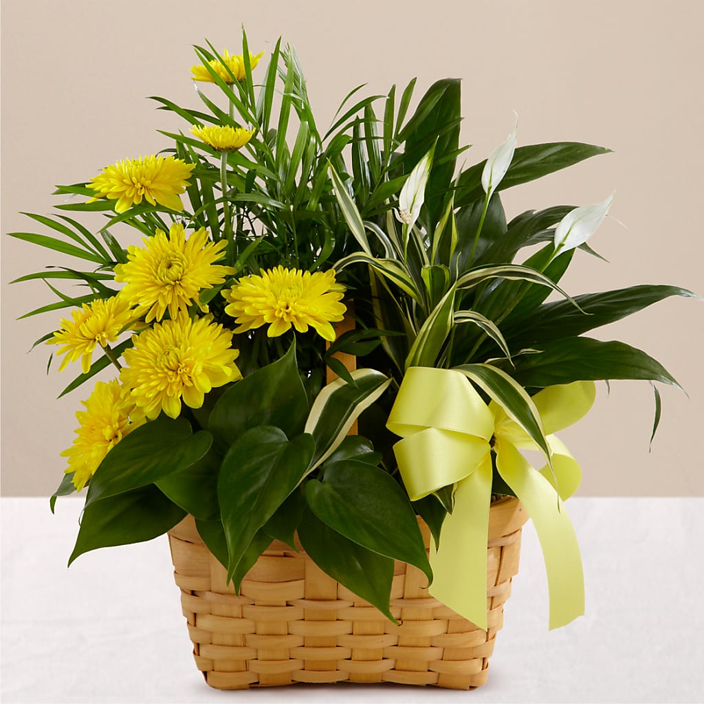 Loving Light Dishgarden – Pleasant Acres Nursery, Inc., Westerly RI