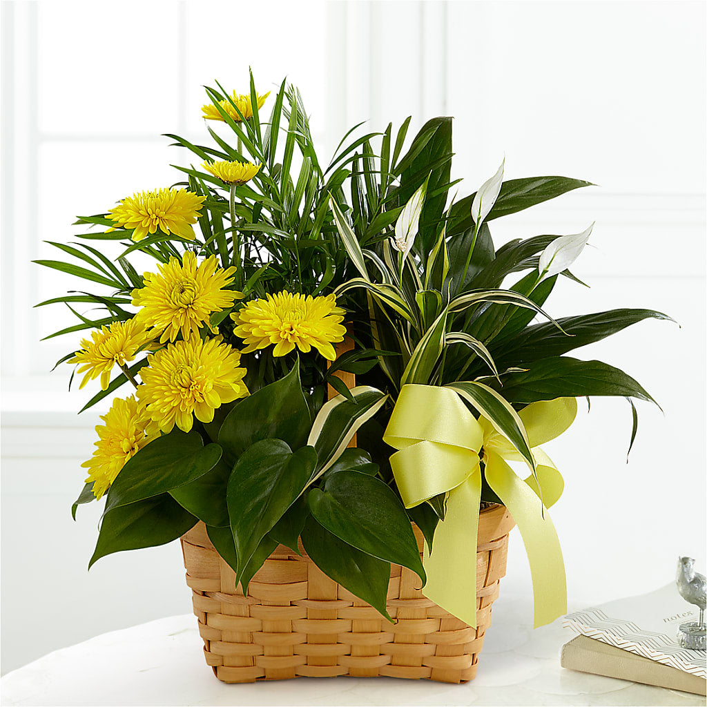 Loving Light Dishgarden – Pleasant Acres Nursery, Inc., Westerly RI