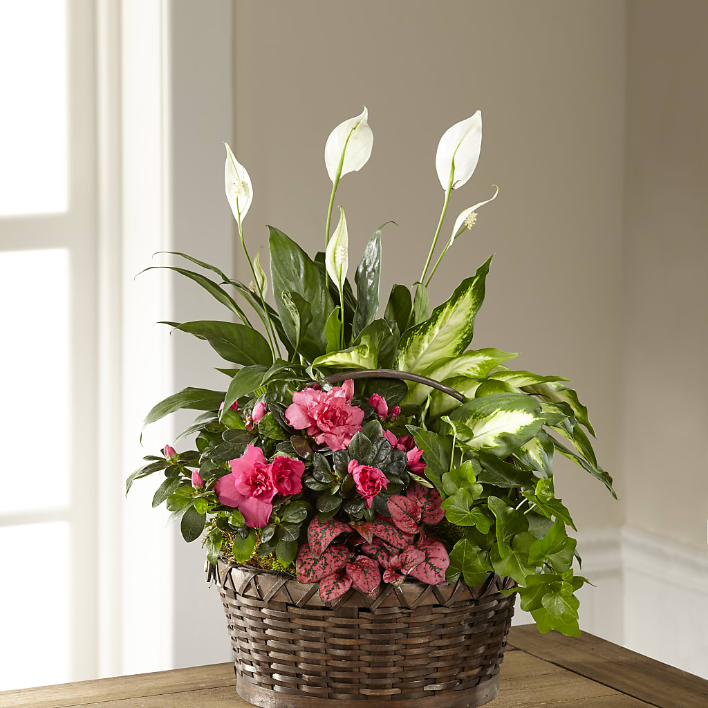 Dream in Pink Dishgarden – Pleasant Acres Nursery, Inc., Westerly RI