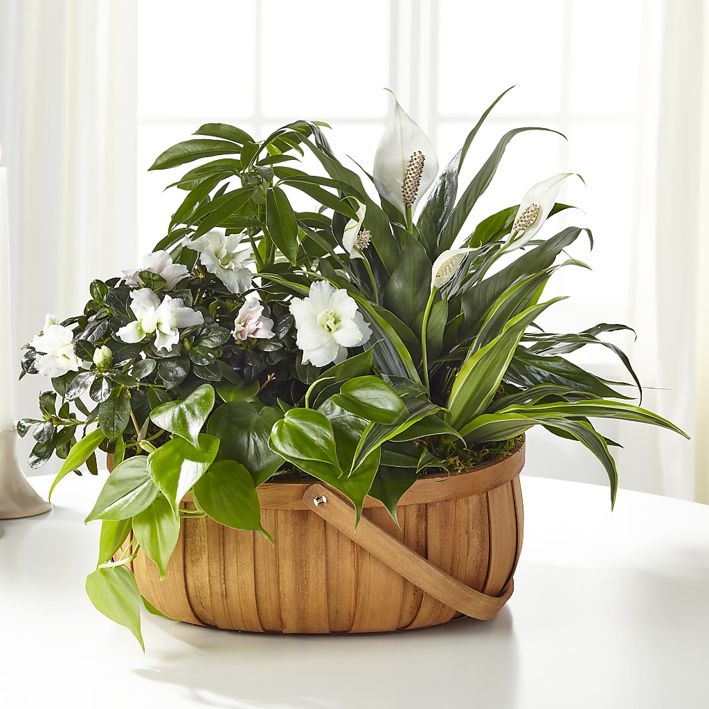 Serene Dishgarden – Pleasant Acres Nursery, Inc., Westerly RI