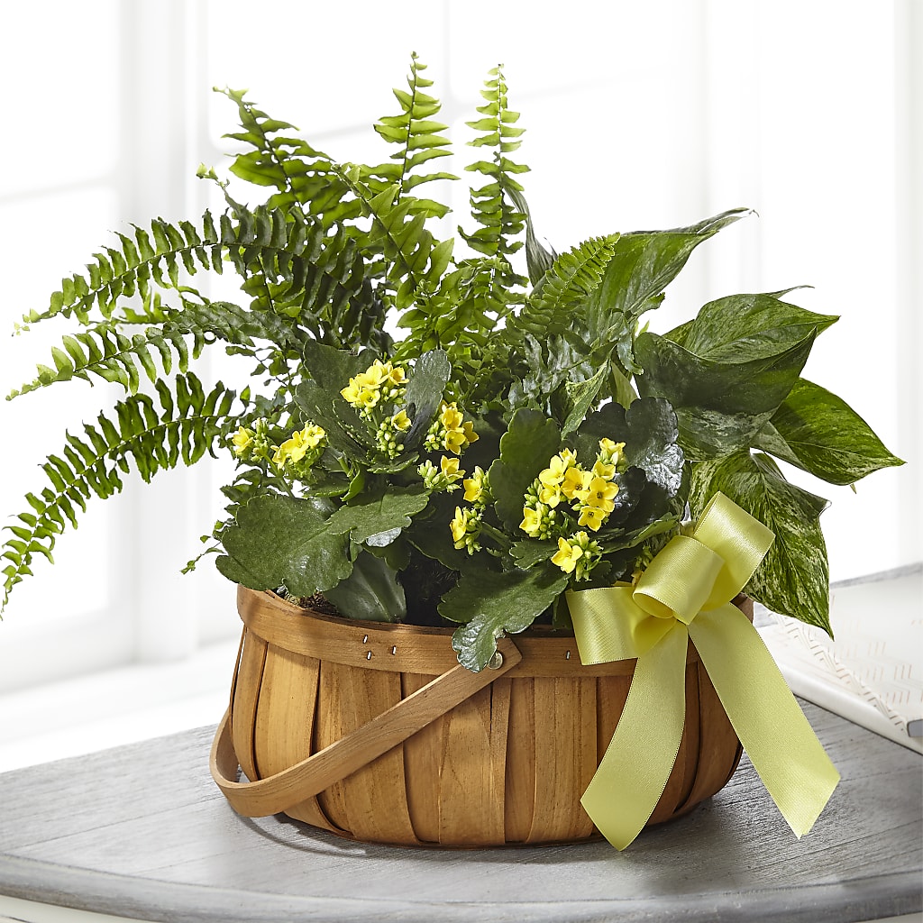 Always Dear Dishgarden – Pleasant Acres Nursery, Inc., Westerly RI