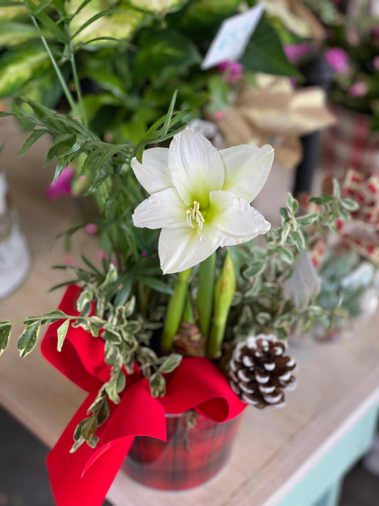 Amaryllis Plant