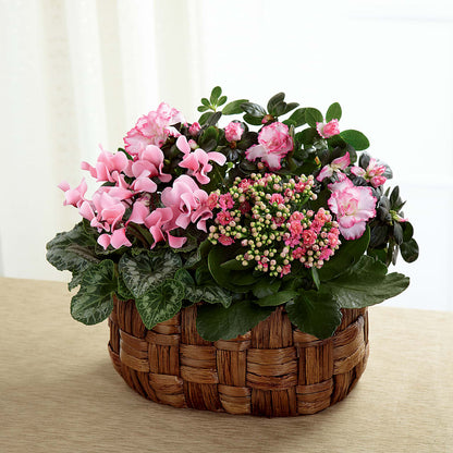 Pink Assortment –  Pleasant Acres Nursery, Inc., Westerly RI