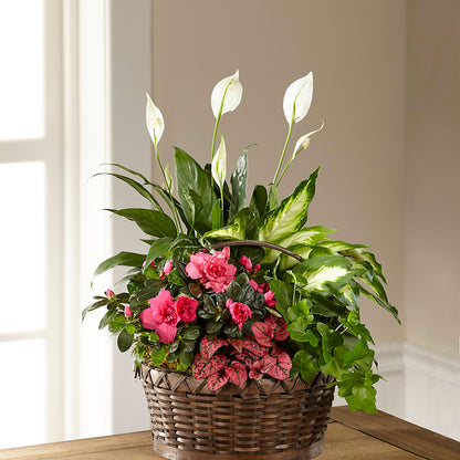 Dream in Pink Dishgarden –  Pleasant Acres Nursery, Inc., Westerly RI