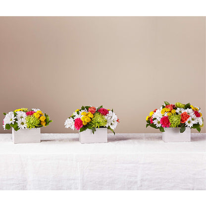 Sorbet Bouquet –  Pleasant Acres Nursery, Inc., Westerly RI