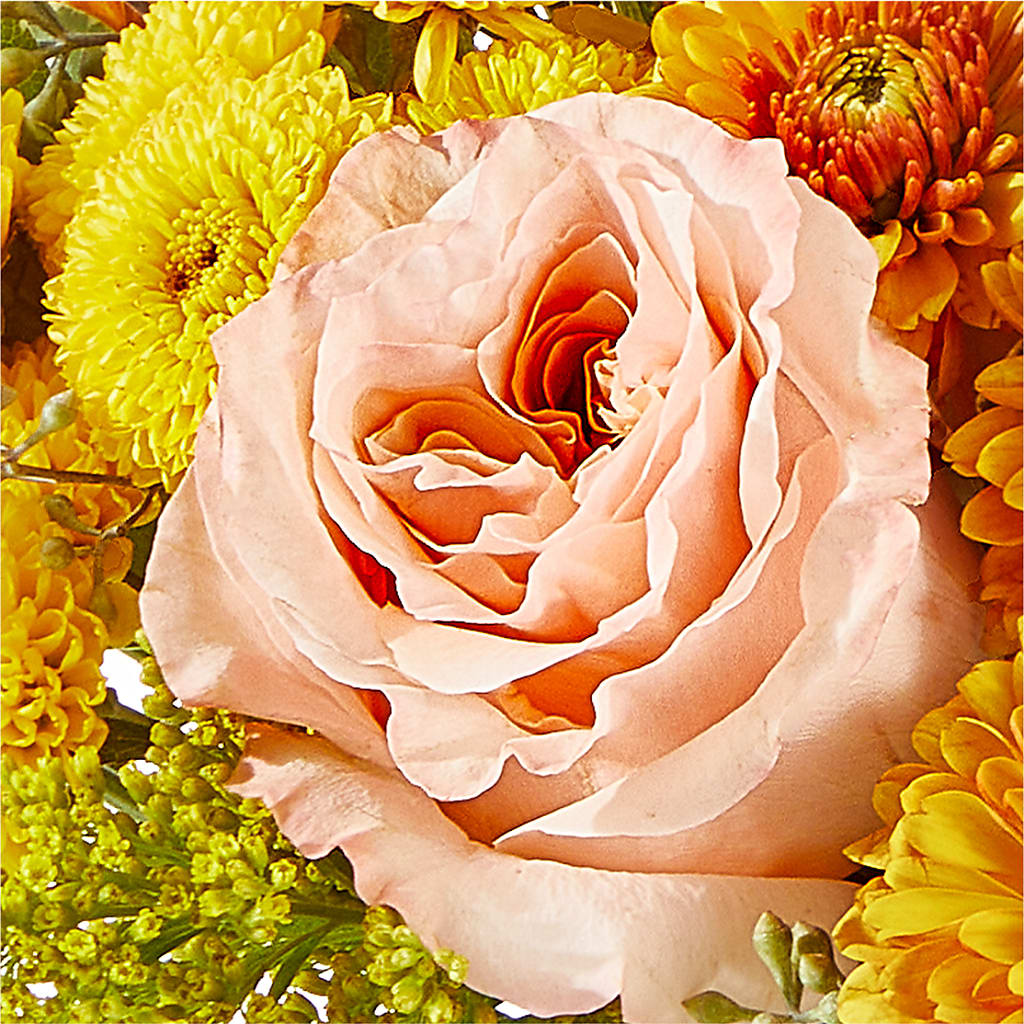 Peachy Pumpkin –  Pleasant Acres Nursery, Inc., Westerly RI