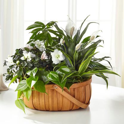 Serene Dishgarden –  Pleasant Acres Nursery, Inc., Westerly RI