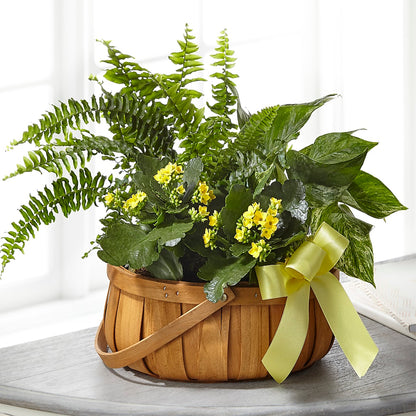 Always Dear Dishgarden –  Pleasant Acres Nursery, Inc., Westerly RI