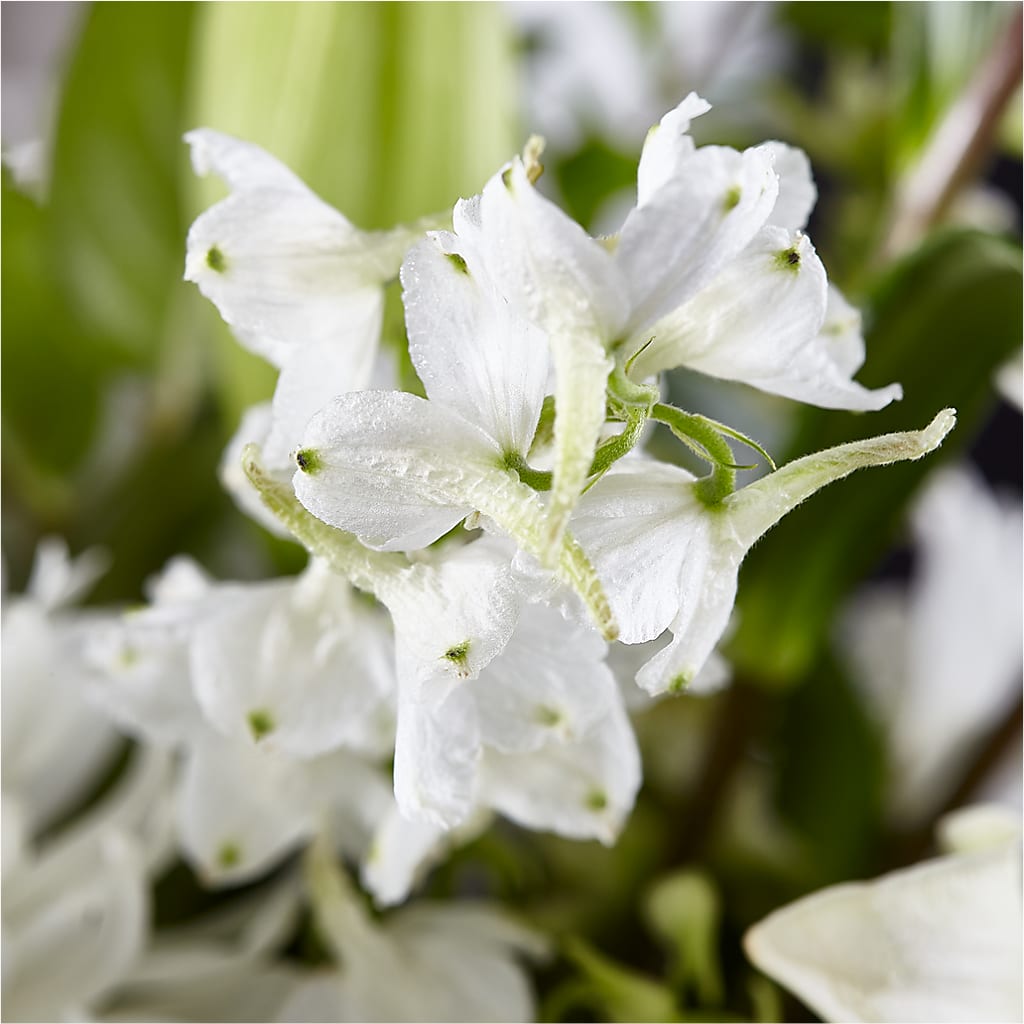 Classic Ivory – A Florist Original –  Pleasant Acres Nursery, Inc., Westerly RI