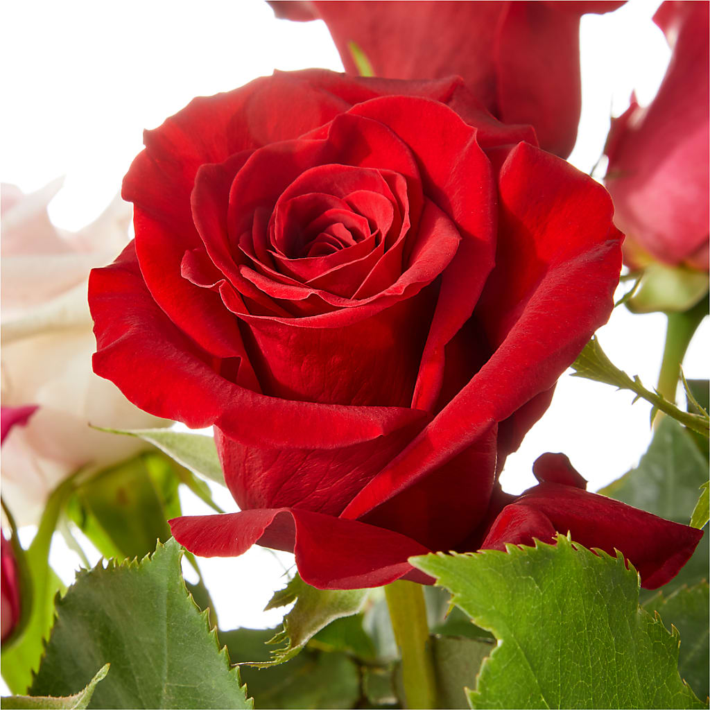 Love Notes Rose Bouquet –  Pleasant Acres Nursery, Inc., Westerly RI